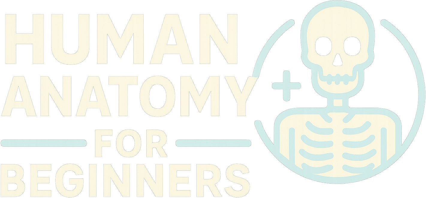 Human Anatomy for Beginners logo