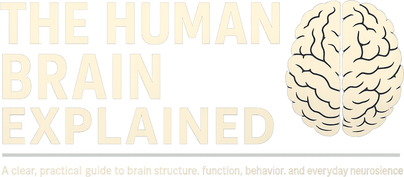 The Human Brain Explained logo